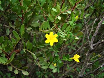 Fotografia da espécie Chrysojasminum fruticans