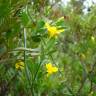 Fotografia 8 da espécie Chrysojasminum fruticans do Jardim Botânico UTAD