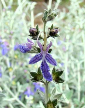 Fotografia 14 da espécie Teucrium fruticans no Jardim Botânico UTAD