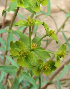 Fotografia 10 da espécie Euphorbia terracina no Jardim Botânico UTAD