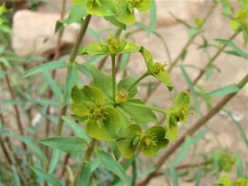 Fotografia da espécie Euphorbia terracina