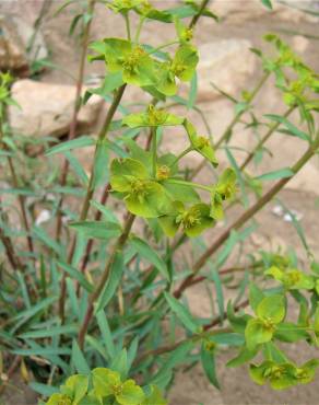 Fotografia 11 da espécie Euphorbia terracina no Jardim Botânico UTAD