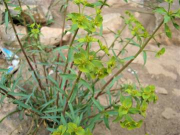 Fotografia da espécie Euphorbia terracina