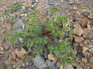 Fotografia da espécie Euphorbia terracina