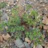 Fotografia 12 da espécie Euphorbia terracina do Jardim Botânico UTAD