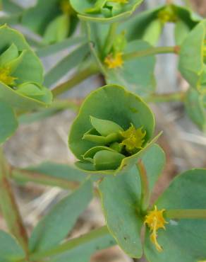 Fotografia 13 da espécie Euphorbia terracina no Jardim Botânico UTAD