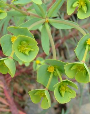 Fotografia 14 da espécie Euphorbia terracina no Jardim Botânico UTAD