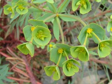 Fotografia da espécie Euphorbia terracina