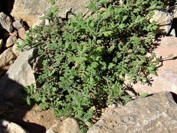 Fotografia da espécie Lavandula multifida