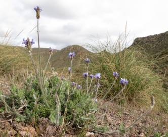 Fotografia da espécie Lavandula multifida