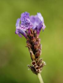 Fotografia da espécie Lavandula multifida