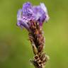 Fotografia 16 da espécie Lavandula multifida do Jardim Botânico UTAD