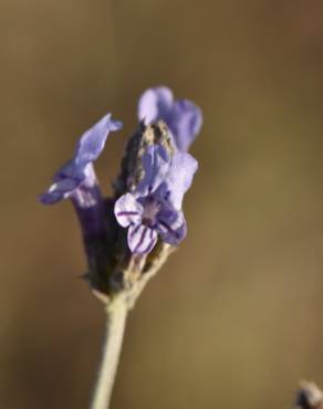 Fotografia 19 da espécie Lavandula multifida no Jardim Botânico UTAD