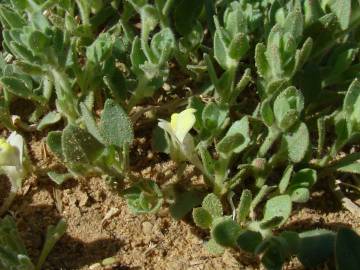 Fotografia da espécie Kickxia aegyptiaca subesp. battandieri