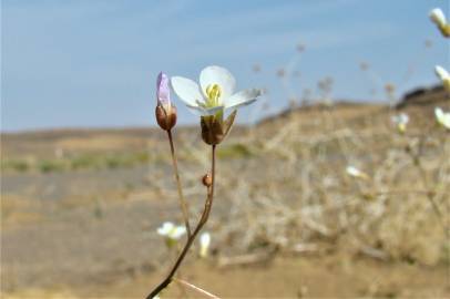 Fotografia da espécie Savignya parviflora