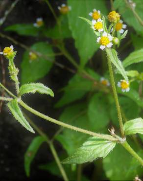 Fotografia 9 da espécie Galinsoga ciliata no Jardim Botânico UTAD