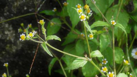 Fotografia da espécie Galinsoga ciliata