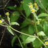 Fotografia 9 da espécie Galinsoga ciliata do Jardim Botânico UTAD