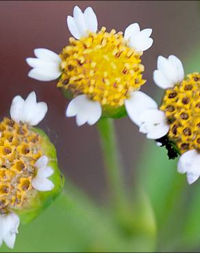 Fotografia 11 da espécie Galinsoga ciliata no Jardim Botânico UTAD