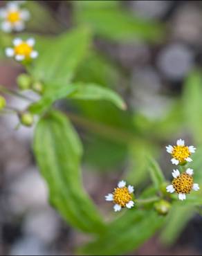 Fotografia 13 da espécie Galinsoga ciliata no Jardim Botânico UTAD