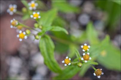 Fotografia da espécie Galinsoga ciliata