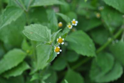 Fotografia da espécie Galinsoga ciliata