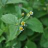 Fotografia 14 da espécie Galinsoga ciliata do Jardim Botânico UTAD