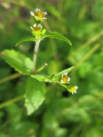 Fotografia da espécie Galinsoga ciliata