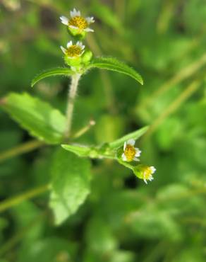 Fotografia 15 da espécie Galinsoga ciliata no Jardim Botânico UTAD