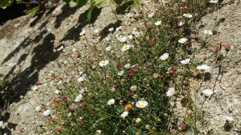 Fotografia da espécie Erigeron karvinskianus