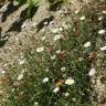 Fotografia 12 da espécie Erigeron karvinskianus do Jardim Botânico UTAD