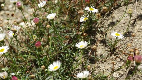 Fotografia da espécie Erigeron karvinskianus