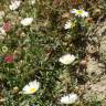 Fotografia 13 da espécie Erigeron karvinskianus do Jardim Botânico UTAD