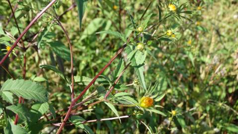 Fotografia da espécie Bidens frondosa