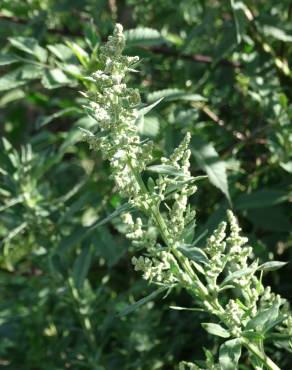 Fotografia 16 da espécie Chenopodium album var. album no Jardim Botânico UTAD