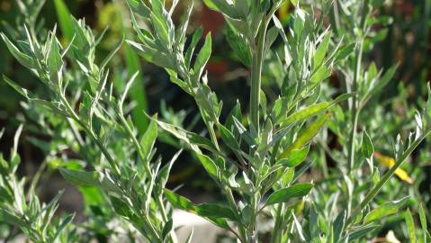 Fotografia da espécie Chenopodium album var. album