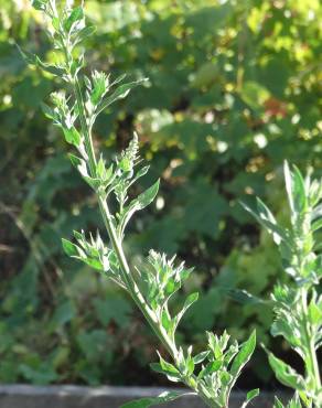 Fotografia 18 da espécie Chenopodium album var. album no Jardim Botânico UTAD