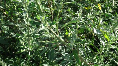 Fotografia da espécie Chenopodium album var. album