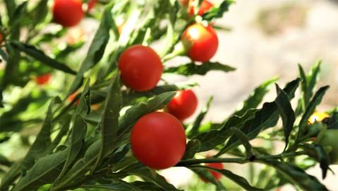 Fotografia da espécie Solanum pseudocapsicum