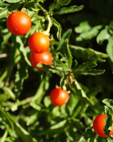 Fotografia de capa Solanum pseudocapsicum - do Jardim Botânico