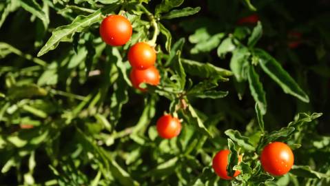 Fotografia da espécie Solanum pseudocapsicum