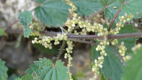 Fotografia da espécie Urtica dioica