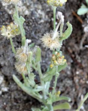 Fotografia 4 da espécie Pseudognaphalium luteoalbum no Jardim Botânico UTAD