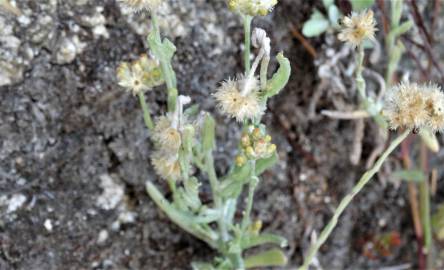 Fotografia da espécie Pseudognaphalium luteoalbum