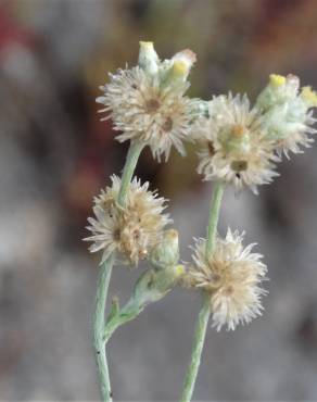 Fotografia 3 da espécie Pseudognaphalium luteoalbum no Jardim Botânico UTAD