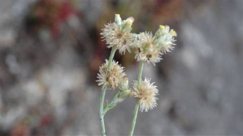 Fotografia da espécie Pseudognaphalium luteoalbum