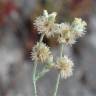 Fotografia 3 da espécie Pseudognaphalium luteoalbum do Jardim Botânico UTAD