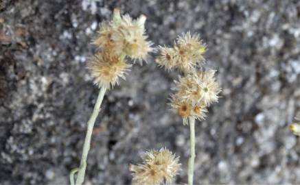 Fotografia da espécie Pseudognaphalium luteoalbum