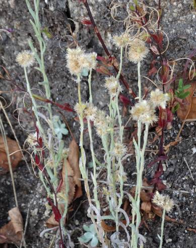 Fotografia de capa Pseudognaphalium luteoalbum - do Jardim Botânico