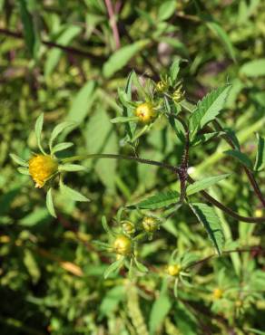 Fotografia 17 da espécie Bidens frondosa no Jardim Botânico UTAD